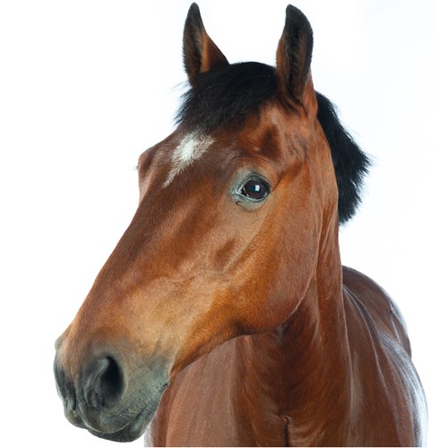 Continuing Professional Development Equine radiology online the